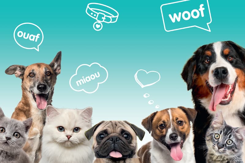 SPA - Adoptez-les tous ! jeu de société lansay